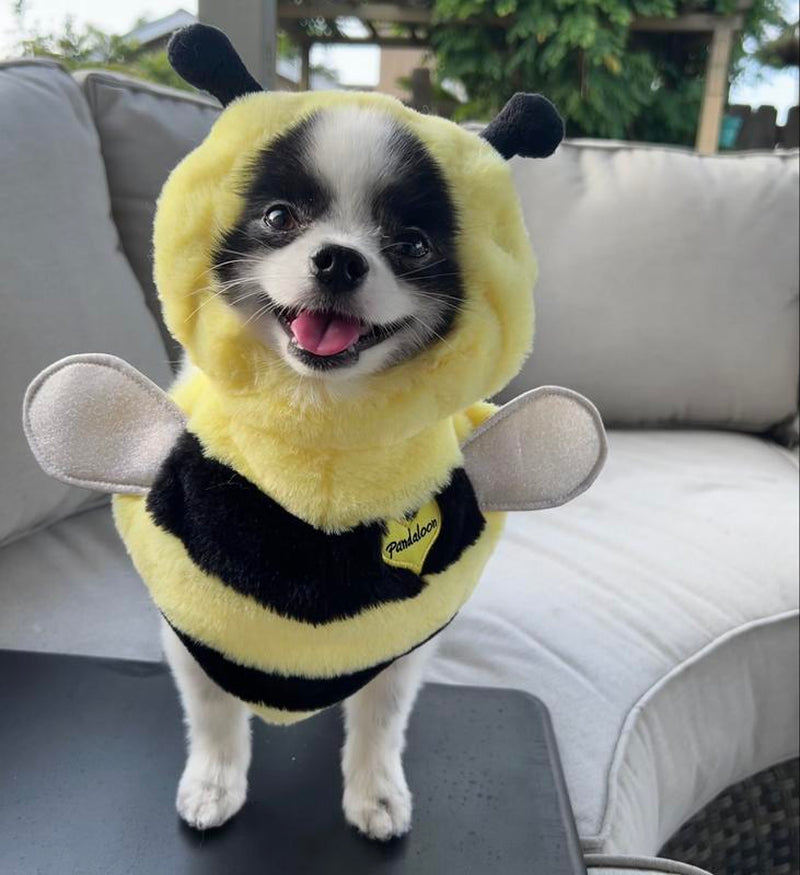 Pandaloon Bumblebee Halloween Dog Costume - Hilarious Front-Facing Outfit for Small to Medium Dogs and Cats